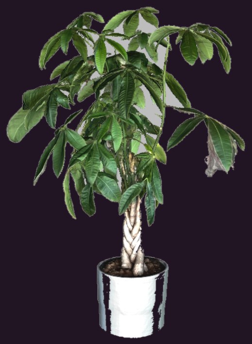 A full colour 3D model of a braided money tree plant, built by photogrammetry in Artec Studio